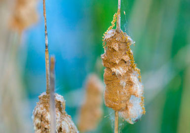 手机号测压在线平台